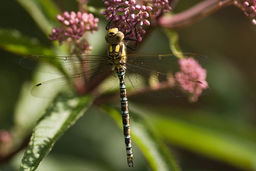 Migrant Hawker resting on gravel root flowers after hunting flight