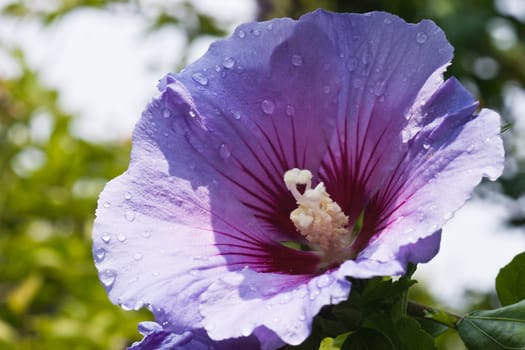 Blue flower of Hibiscus or Rose of Sharon in summer after rain