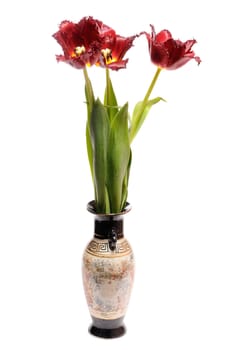 Red tulip in the vase isolated on white background