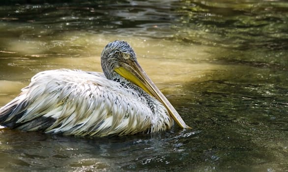 Pelican swimming around after eating and bathing