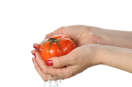 To wash a red tomato under water isolated on white background