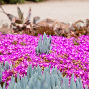 Blooming colorful cactus garden in springtime