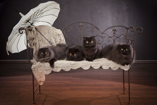Long haired (persian) cats on the iron bench