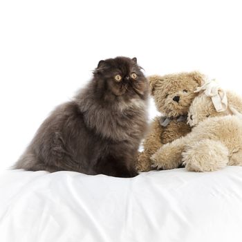 Long haired (persian) cat over a white background