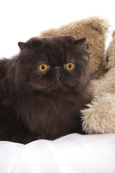 Long haired (persian) cat over a white background