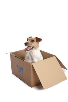 isolated jack russell terrier in card board box over white background