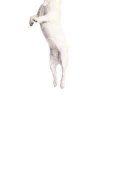 isolated jack russell terrier jumping over white background