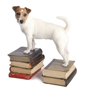 isolated jack russell terrier standing on old books over white background