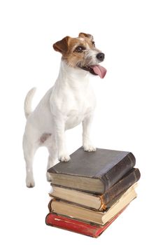 isolated jack russell terrier standing on old books over white background