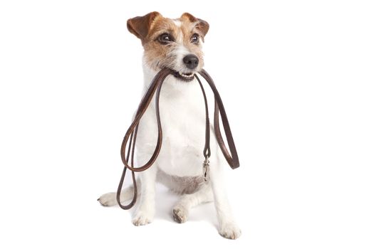 isolated jack russell terrier holding leather leach over white background