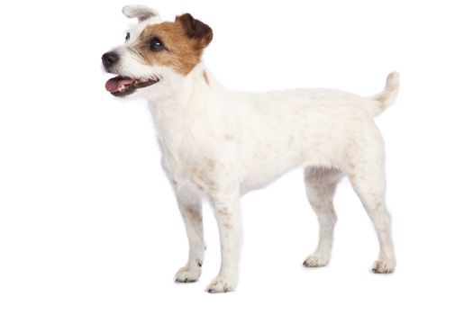 isolated jack russell terrier over white background