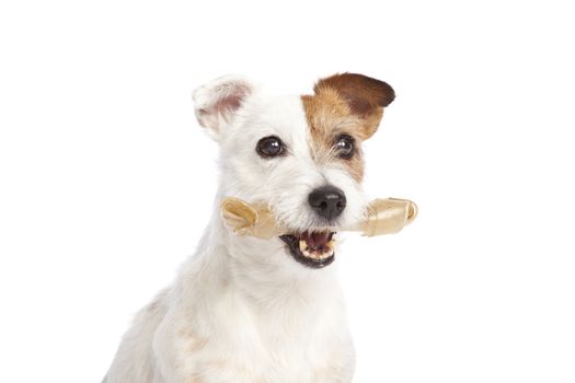 isolated jack russell terrier holdiong a bone over white background