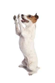 isolated jack russell terrier standing and begging over white background