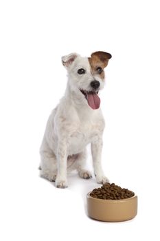 isolated jack russell terrier waiting for food over white background