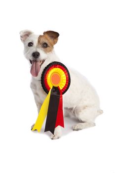 isolated jack russell terrier wearing a prize ribbon over white background