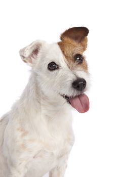 isolated jack russell terrier smiling over white background