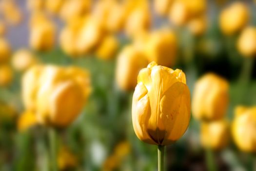 beautiful tulips, beautiful flowers, nature photo