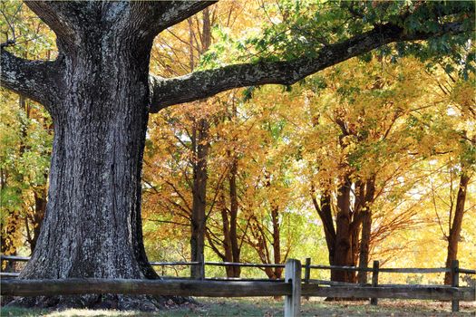 Trunk and branches of a very large oak tree surrounded by beautiful autumn colors.