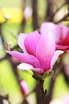 Japanese Magnolia tree blossom with extreme shallow DOF.

