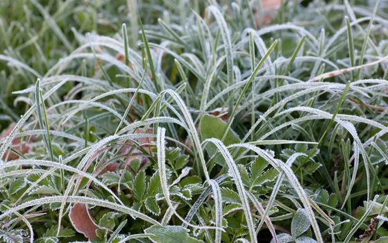 Closeup view of frozen grass in the november morning.