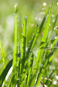 Closeup view of fresh green grass with drops in the morning.