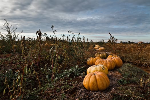 Pumpkins in a field under a dramatic sky