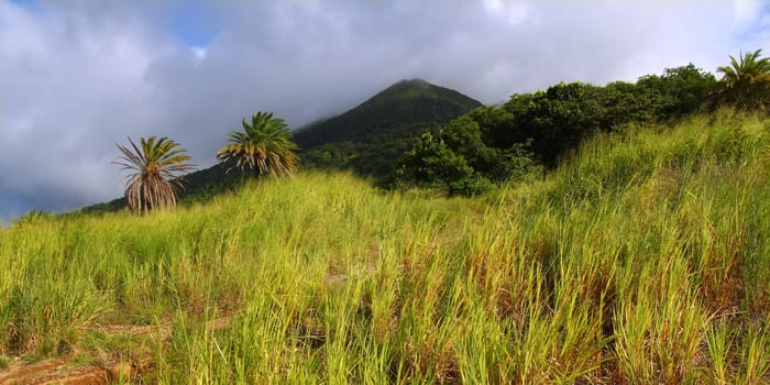 View of Mount Liamuiga from the sugar cane fields of Saint Kitts.