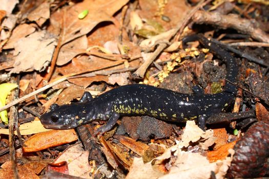 Slimy Salamander (Plethodon glutinosus) at Monte Sano State Park, Alabama.