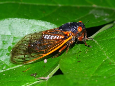 A 17-year Periodical Cicada (Magicicada septendecim) at Rock Cut State Park in northern Illinois.