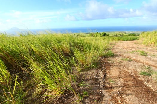 A dirt road running through the sugar cane fields of Saint Kitts