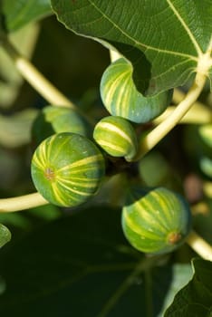 Detail take of several ripening figs on the tree