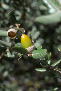 Acorn nut on tree