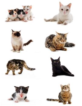 cats and kitten on a white background