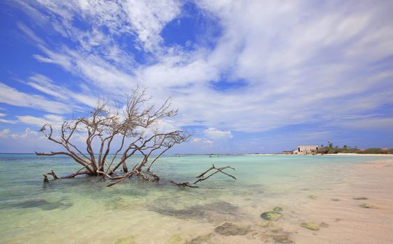 Tree in the water at Baby beach, Aruba