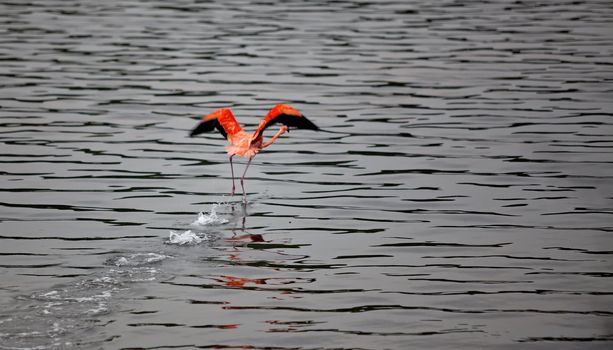 Flamingo right before takeoff at lake Gotomeer, Bonaire