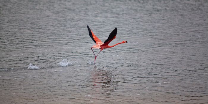 Flamingo right before takeoff at lake Gotomeer, Bonaire