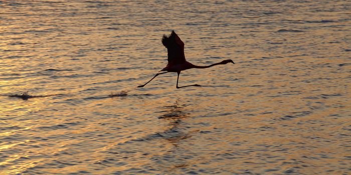 Flamingo right before takeoff at lake Gotomeer, Bonaire