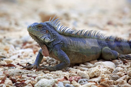 Iguana on Port Marie beach on Curacao