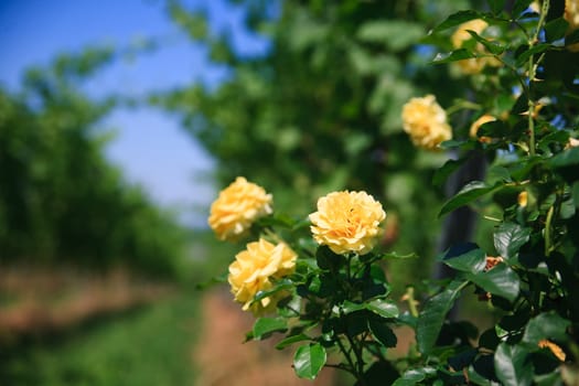 rose on a vine rows at Germany, summer day