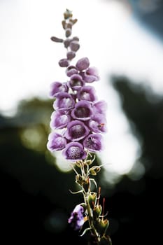 Macro picture of a part of heather flower