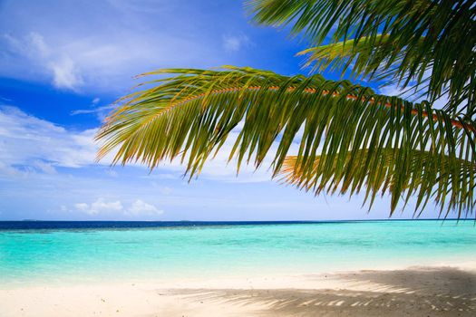 Tropical Paradise at Maldives with palms and blue sky