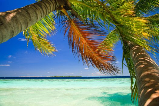 Tropical Paradise at Maldives with palms and blue sky