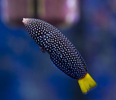 tropical animal in a salt water fish tank aquarium under water. Flash light can kill the animals so the photo was taken with available lights and reflectors 