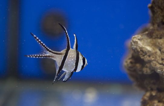 tropical animal in a salt water fish tank aquarium under water. Flash light can kill the animals so the photo was taken with available lights and reflectors 