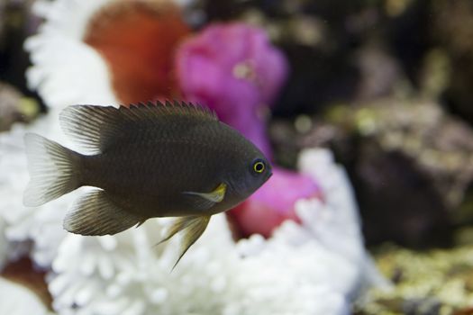 tropical animal in a salt water fish tank aquarium under water. Flash light can kill the animals so the photo was taken with available lights and reflectors, damselfish, neoglyphidodon, melas