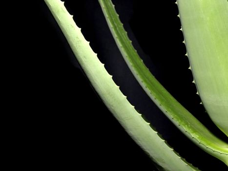 Aloe, medicine plant of the american native