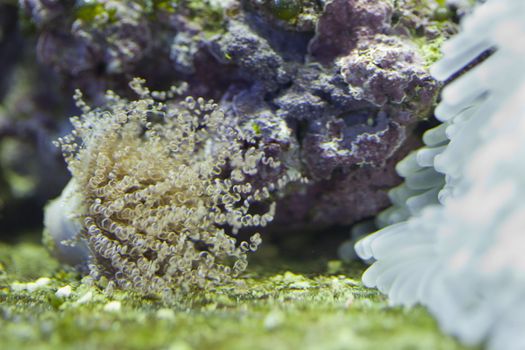 tropical animal in a salt water fish tank aquarium under water. Flash light can kill the animals so the photo was taken with available lights and reflectors 