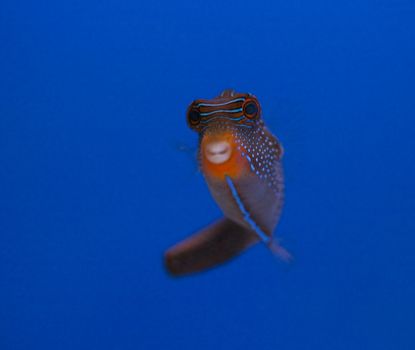 tropical animal in a salt water fish tank aquarium under water. Flash light can kill the animals so the photo was taken with available lights and reflectors 