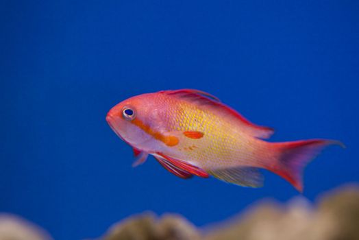 tropical animal in a salt water fish tank aquarium under water. Flash light can kill the animals so the photo was taken with available lights and reflectors 