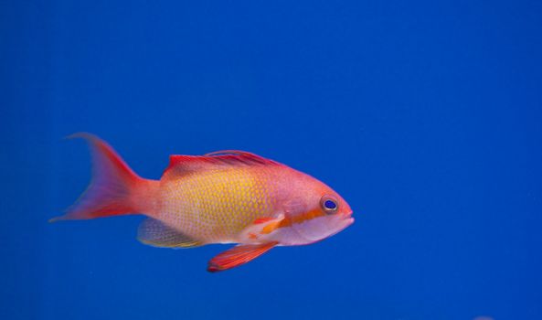 tropical animal in a salt water fish tank aquarium under water. Flash light can kill the animals so the photo was taken with available lights and reflectors 